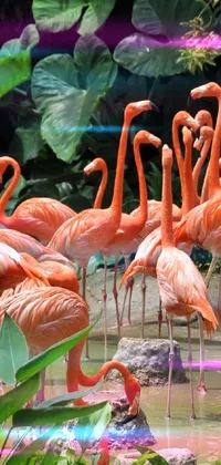 Bird Plant Greater Flamingo Live Wallpaper