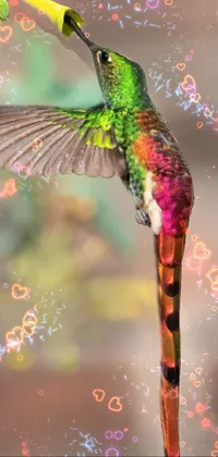 Bird Plant Hummingbird Live Wallpaper