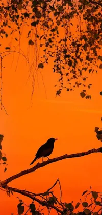 This phone live wallpaper shows a black bird sitting on top of a tree branch against a beautifully vivid orange and red sky