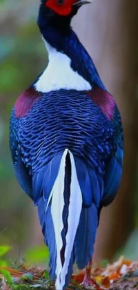 This live wallpaper features a stunning bird portrait in the forest