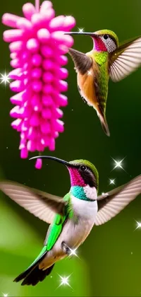 Bird Pollinator Flower Live Wallpaper