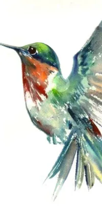 Bird Pollinator Hummingbird Live Wallpaper