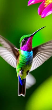 Decorate your phone screen with a beautiful <a href="/">phone live wallpaper</a> featuring a colorful close-up of a hummingbird flying beside a pink flower