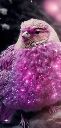 Bird Purple Beak Live Wallpaper