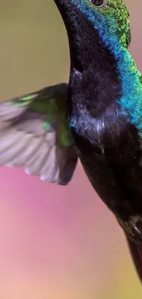 This live phone wallpaper showcases a stunning macro photograph of a peruvian bird in flight with glossy flecks of iridescence on its feathers