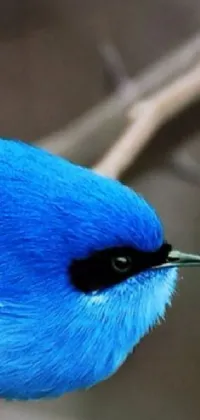 Decorate your phone screen with a beautiful blue bird live wallpaper, featuring a bird sitting gracefully on a tree branch
