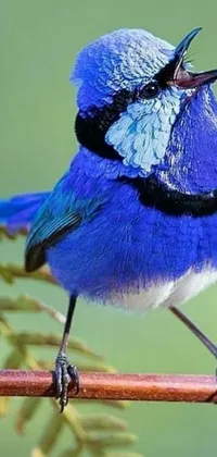 Bird Purple Blue Live Wallpaper