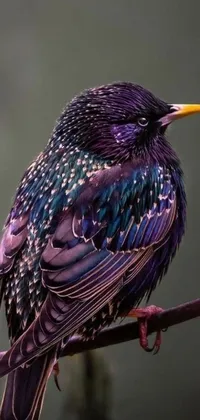 Presenting a stunning live wallpaper featuring a mesmerizing purple and blue bird perched on a tree branch against a gradient background