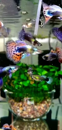 This dynamic phone live wallpaper features a stunning fish tank teeming with a variety of colorful fish swimming in different directions, accompanied by vivid peacock tails set against a tiled background