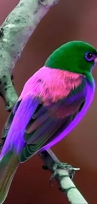 Bird Purple Green Live Wallpaper