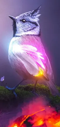 Bird Purple Light Live Wallpaper