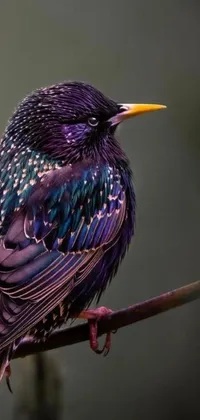Bird Purple Magenta Live Wallpaper