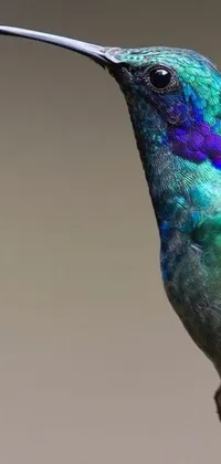 Bird Purple Turquoise Live Wallpaper