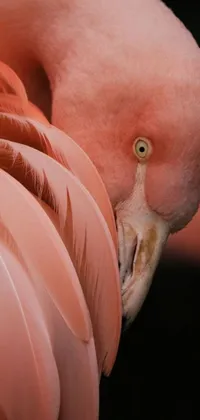 This phone live wallpaper features a close-up photo of a pink flamingo looking sad, gazing at a phoenix rising from the ashes in the background