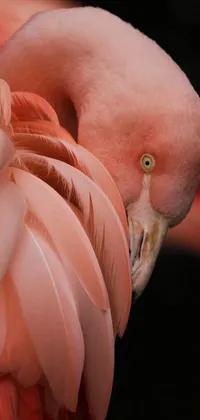 This phone live wallpaper depicts a stunning close up of a pink flamingo's feathers