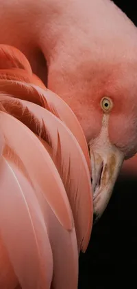This stunning live phone wallpaper showcases a close up view of the beautiful pink feathers of a flamingo