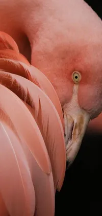 This vivid phone live wallpaper brings nature to your screen with a close-up of a flamingo