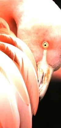 The Pink Flamingo Live Wallpaper is a mesmerizing depiction of a majestic bird up close