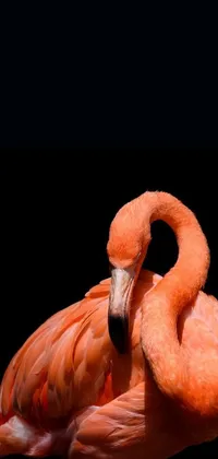 Bird Racy Flamingo Live Wallpaper