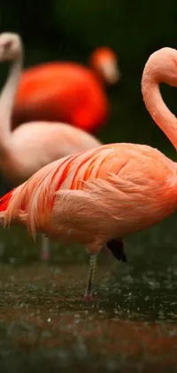 This flamingo live phone wallpaper showcases a breathtaking image of pink and red flamingos standing in a clear water body, with their long legs immersed in the water