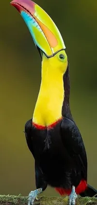 This vibrant phone live wallpaper features a colorful toucan bird perched atop a tree branch