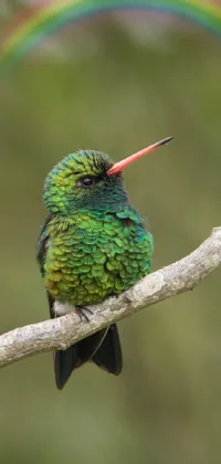 This phone live wallpaper depicts a hummingbird resting on a branch with a striking rainbow as the backdrop