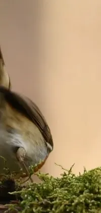 Bird Rodent Beak Live Wallpaper