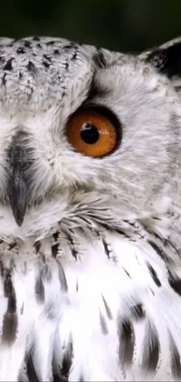 Bird Screech Owl Beak Live Wallpaper
