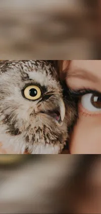 Bird Screech Owl Owl Live Wallpaper