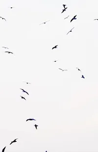 Bird Sky Animal Migration Live Wallpaper