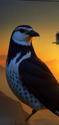 Bird Sky Beak Live Wallpaper