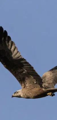 This phone live wallpaper captures an inspiring moment in nature with a beautiful image of a large bird flying through a clear blue sky