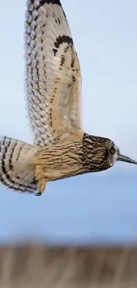 This live wallpaper for your phone features a striking image of a bird in flight
