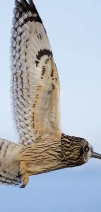 This phone live wallpaper showcases a stunning image of a bird in the sky that exudes freedom and power, with intricate details such as wisest of all owls, sharp claws, and shimmering feathers