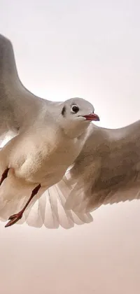 This phone live wallpaper captures the beauty of a bird in flight against the sky