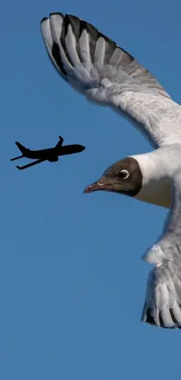 my bird Live Wallpaper