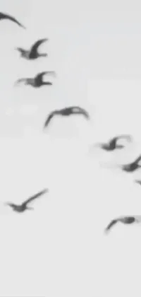 This phone live wallpaper features a black and white footage of a flock of birds flying in the sky