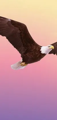 Bird Sky Beak Live Wallpaper
