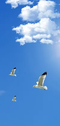 seagulls  Live Wallpaper