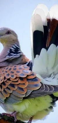 This stunning live wallpaper features a white neck dove sitting on a tree branch, reflecting its unique pattern of colors and textures