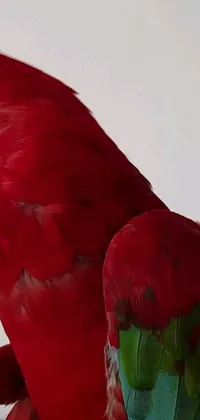 This live wallpaper features a red and green parrot perched on a photorealistic painting on a table