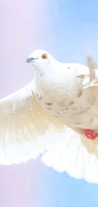 Enjoy an absolutely mesmerizing live wallpaper of a beautiful white bird flying in a serene blue sky