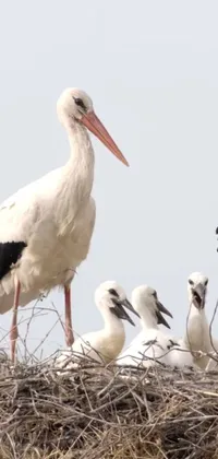 Looking for a soothing live wallpaper for your phone that celebrates the beauty of nature? Look no further than this delightful scene of a group of birds perched atop their nest! With a video backdrop that animates the birds' gentle movements in the wind, this wallpaper is sure to please nature-lovers of all ages