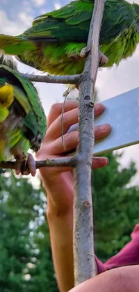 This live wallpaper features a stunning natural scene in which an Android device captures the image of two birds perched on a branch