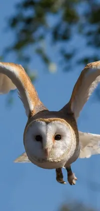 Bring your phone screen to life with our stunning live wallpaper! Watch as a bird wearing a barn owl mask flies gracefully through the air in a close-up shot