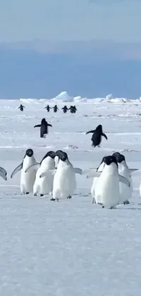 This lively live wallpaper features a group of penguins gracefully walking across a snow-covered field in Tumblr-inspired graphics and cute animations