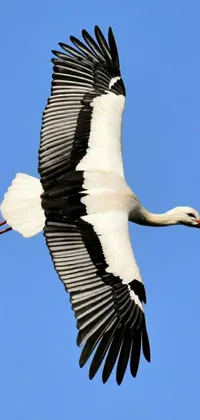 Bird Sky Wildlife Live Wallpaper