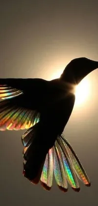 This phone live wallpaper showcases a stunning iridescent hummingbird in mid-flight, flapping its wings against the background of a bright sun
