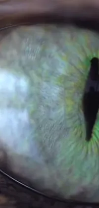 This mobile live wallpaper features a detailed close-up of a green feline eye created with holography technology
