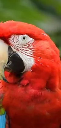 This Amazonian-themed live wallpaper features a happy portrait of a red parrot sitting on a tree branch, adding an element of energy and passion to your phone screen